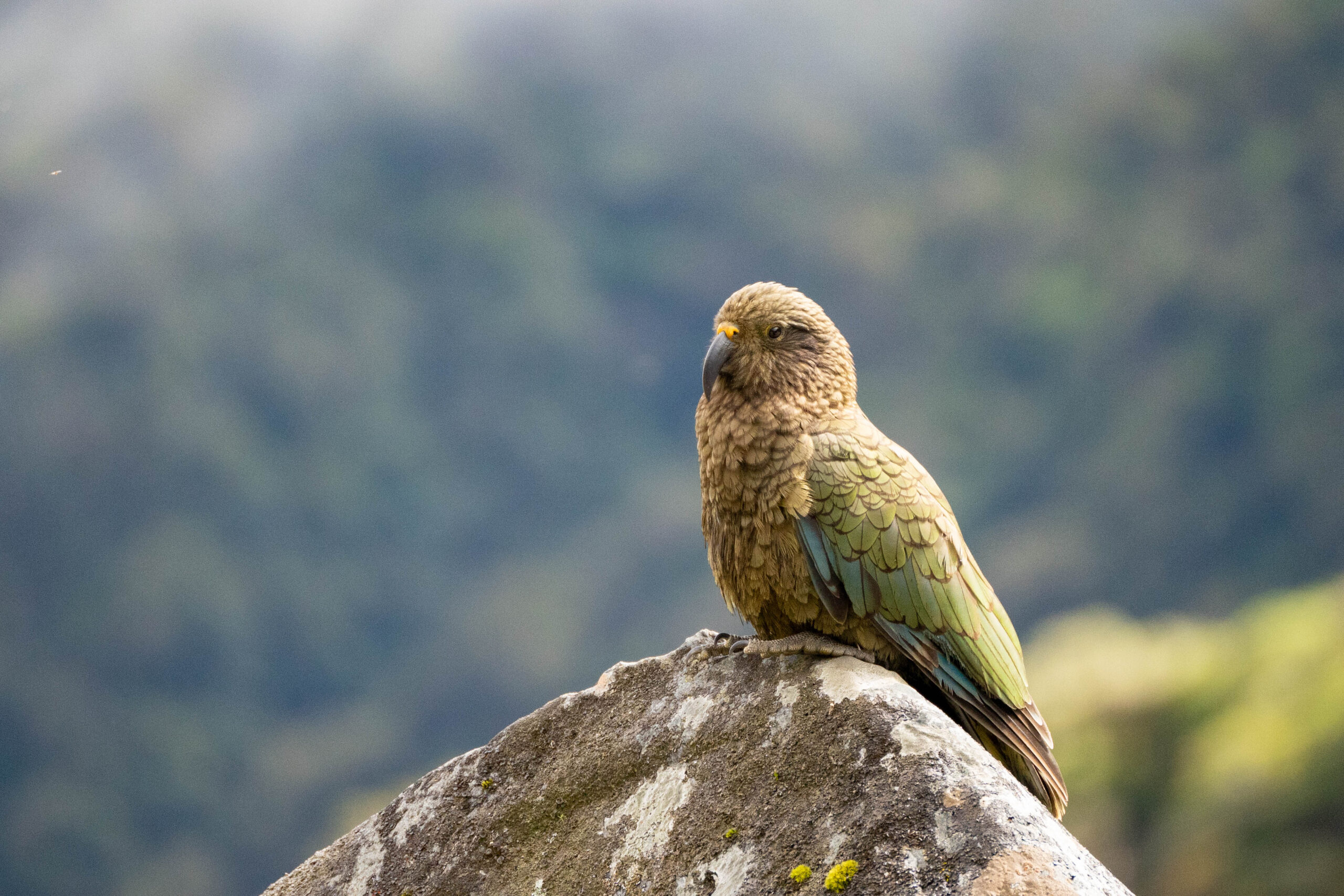 Kea